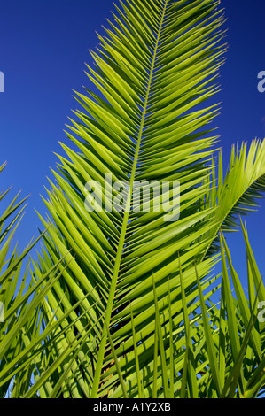 Foglie di palma Cycas revoluta set contro il tropical blue sky Foto Stock