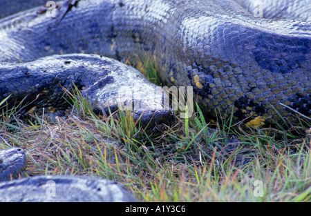 Anaconda, Los Llanos, Venezuela Foto Stock