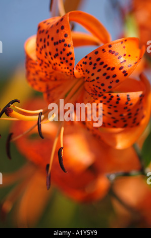 Il Lilium lancifolium Tiger Lily Foto Stock
