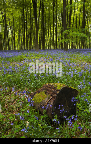 Bluebell woodland a Micheldever legno in Hampshire Foto Stock