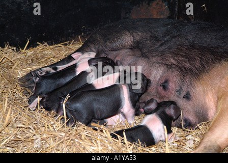 A doppio spiovente suini e suinetti Newham Grange Leisure Farm Middlesbrough Cleveland Inghilterra Foto Stock