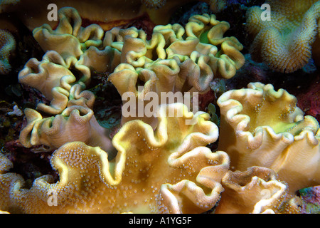 Corallo pelle Sarcophyton sp Namu atollo delle Isole Marshall N Pacific Foto Stock