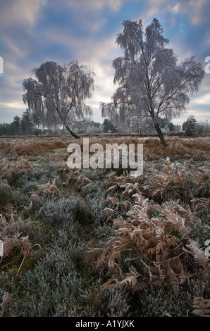 Trasformata per forte gradiente brina sulla nuova foresta brughiera su una mattina inverni Foto Stock