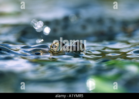 Rana comune (Rana temporaria) tra una massa di frogspawn presso un allevamento pond. Powys, Galles. Foto Stock