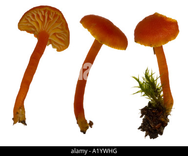 Calice Waxcap mostra il tappo branchie Surrey in Inghilterra Dicembre Foto Stock