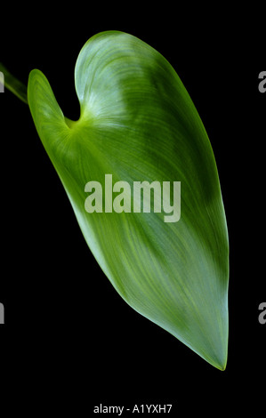 Close-up di pickerel weed leaf Foto Stock