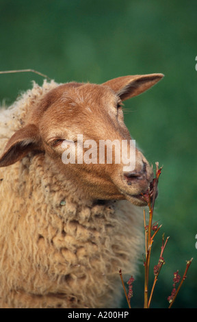 Coburger Fuchsschaf Germania Foto Stock