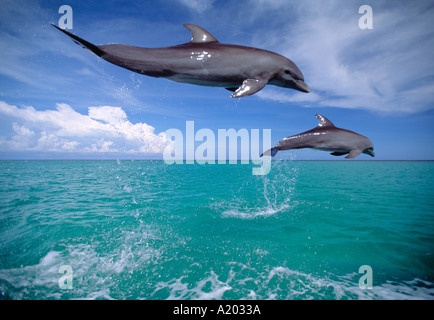 I Delfini jumping Tursiops truncatus Foto Stock