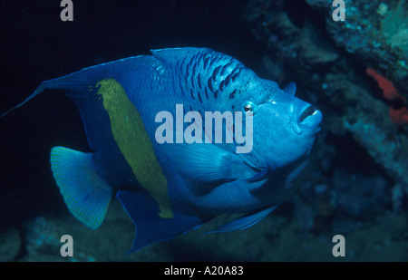 Yellowbar Angelfish Pomacanthus maculosus Sudan Red Sea endemica al Mare Rosso del Golfo di Aden, noto anche come Half Moon Angelfish anche k Foto Stock