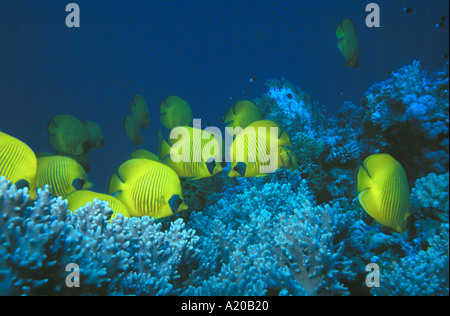 Scuola di Butterflyfish mascherato Chaetodon semilarvatus Mar Rosso in Egitto Foto Stock