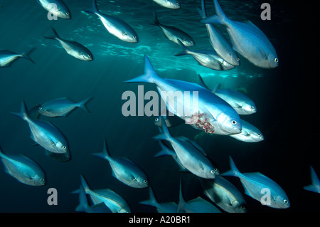 Feriti maomao blu Scorpis tendente al violaceo in blu Maomao Arch POVERI CAVALIERI Isole Nuova Zelanda Oceano Pacifico del Sud Foto Stock