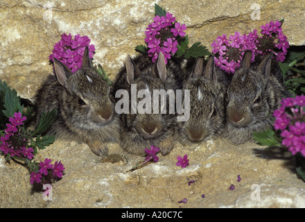 Quattro baby coniglio silvilago (Sylvilagus floridanus) sulla scogliera di wild rose fiori verbina Missouri Stati Uniti America STATI UNITI D'AMERICA Foto Stock