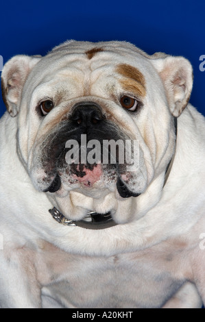 Bulldog, close-up Foto Stock