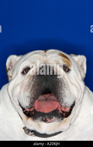 Bulldog con bocca aperta, close-up Foto Stock