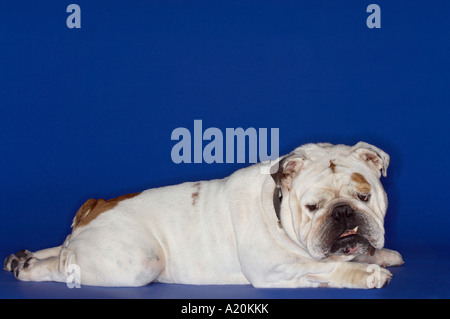 Il Bulldog che giace prono, vista laterale Foto Stock