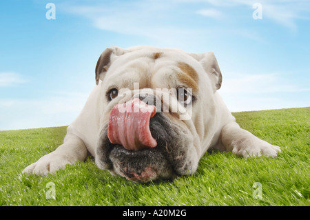 Bulldog sdraiato leccare il naso, close-up Foto Stock