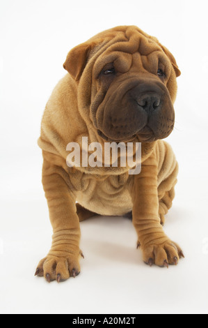 Shar-pei, seduta Foto Stock