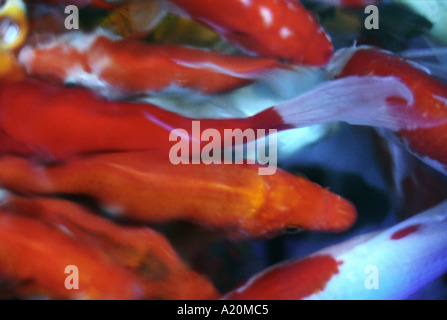 Carpe Koi, pesce fascino della prosperità finanziaria per la vendita in un serbatoio in Tung Choi Street, Hong Kong, Cina. Foto Stock