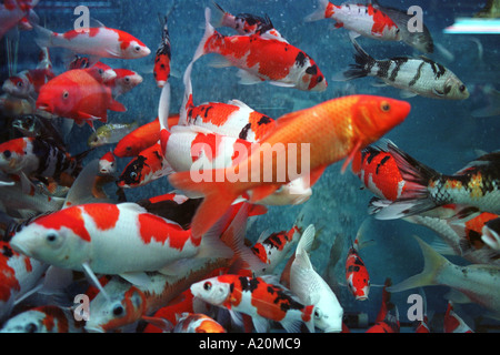 Carpe Koi, pesce fascino della prosperità finanziaria per la vendita in un serbatoio in Tung Choi Street, Hong Kong, Cina. Foto Stock