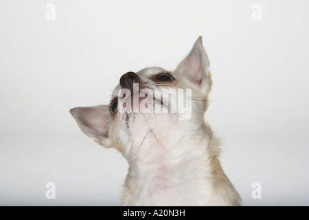 Chihuahua guardando in alto, close-up Foto Stock