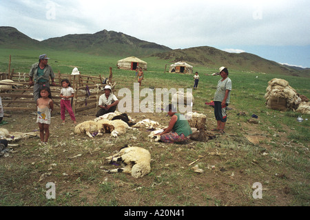 Una famiglia di nomadi pastori di pecore shear il loro gregge di pecore vicino a loro ger hut tende in cui vivono, steppe mongole Foto Stock