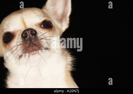 Chihuahua, close-up Foto Stock