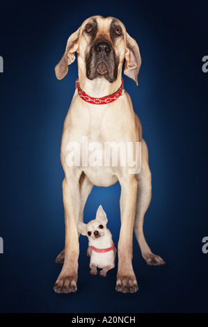 Mastiff brasiliano (Fila brasileiro) in piedi sopra Chihuahua, vista frontale Foto Stock