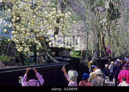 I fiori di magnolia-visualizzazione per il Samurai Buke-yashiki residences del periodo Edo a Kakunodate di Akita Giappone Asia Foto Stock