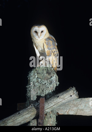 Barbagianni appollaiate su palo da recinzione Foto Stock