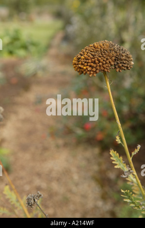Giardino scence incentrato su un marrone autunno seedhead comprendente un percorso che corre attraverso il centro con nell'angolo in alto a sinistra Foto Stock