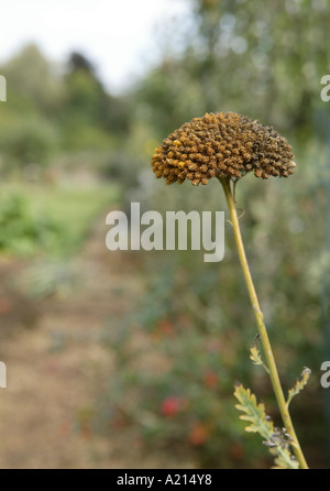 Giardino scence incentrato su un marrone autunno seedhead comprendente un percorso che corre attraverso il centro con nell'angolo in alto a sinistra Foto Stock