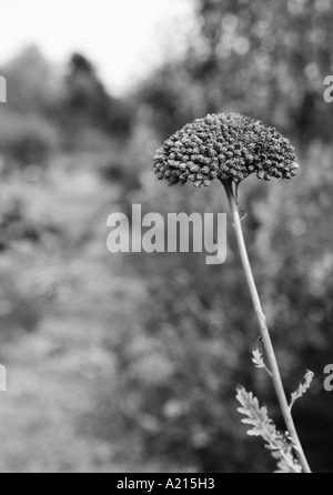 Giardino scence incentrato su un marrone autunno seedhead comprendente un percorso che corre attraverso il centro con nell'angolo in alto a sinistra Foto Stock