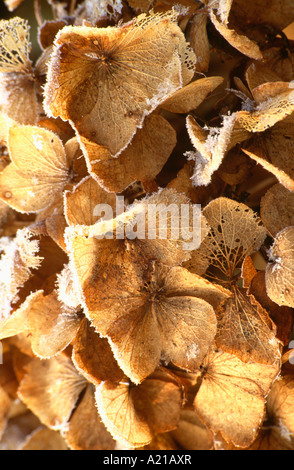 Close-up di essiccato e smerigliati i fiori delle ortensie in autunno Foto Stock