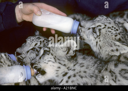 Snow Leopard Uncia uncia montagne di N Asia 6 settimana cuccioli di vecchia bottiglia essendo alimentato Port lympne Wild Animal Park Regno Unito Foto Stock