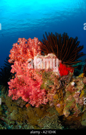 Coralli molli Dendronephthya sp e Piuma star sulla barriera corallina Nuova Bretagna Papua Nuova Guinea Foto Stock