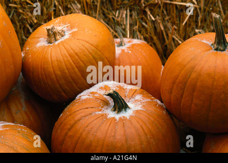 Coperto di brina zucche Foto Stock