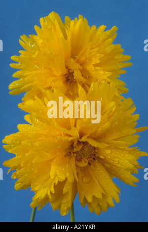 Coreopsis 'Sunray' (Tickseed) Close up di due giallo fiori doppi schizzato con gocce d'acqua. Foto Stock