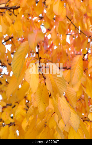 Foglie di autunno su un albero a Londra. Foto Stock