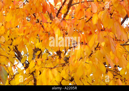 Foglie di autunno su un albero a Londra. Foto Stock