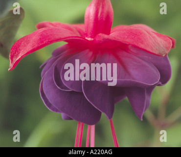 Fuchsia 'Dark occhi' AGM Close up del rosso e del viola fiore. Foto Stock