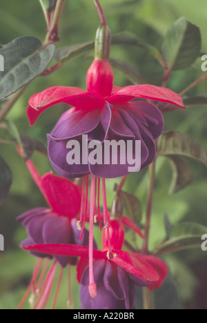 Fuchsia 'Dark occhi' AGM Close up del rosso e del viola fiore di fronte altri fiori e foglie. Foto Stock