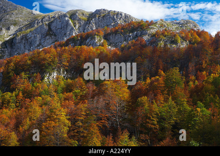 Colori autunnali in Val Risione nr Civitella Alfedena Parco Nazionale d'Abruzzo Abruzzo Italia NR Foto Stock