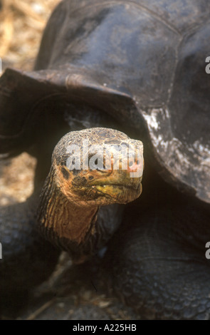 200 anni di Lonesome George gigantesca tartaruga a doppio spiovente ultima della sua sottospecie Pinta Island Isole Galapagos Foto Stock