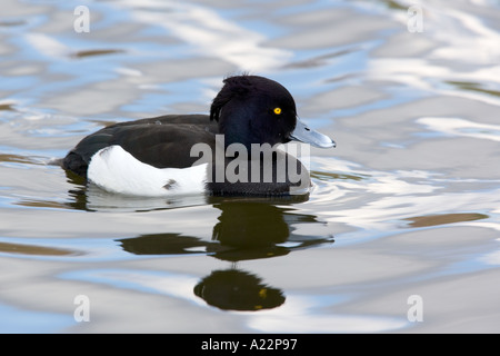 Moretta Aythya fuligula in acqua con la riflessione Foto Stock