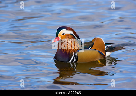 Mandarin Aix galericulata nuoto su acqua norfolk Foto Stock