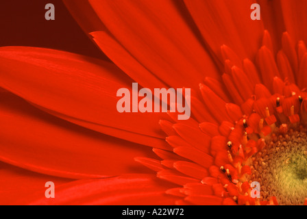 Rosso gerbera in stretta fino Foto Stock