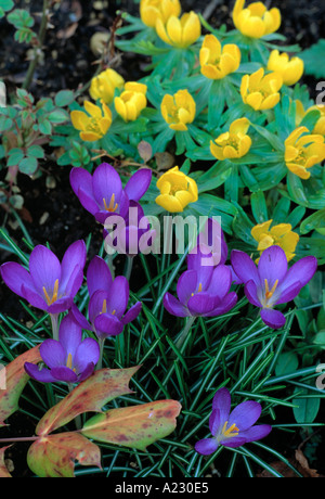 Crocus tommasinianus Whitewell viola Eranthis hyemalis Foto Stock
