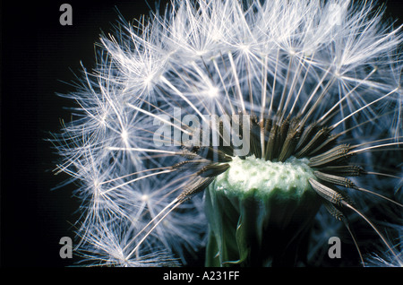 Close up di tarassaco seme head Foto Stock