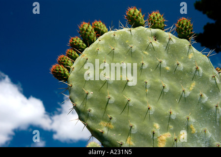 Ficodindia Cactus contro il cielo blu scuro Foto Stock