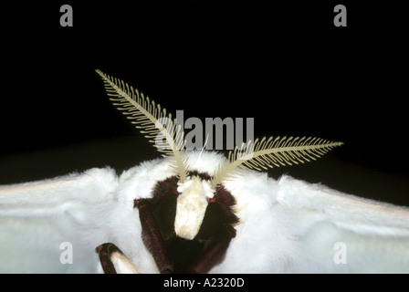 Close up di luna moth antenne Foto Stock